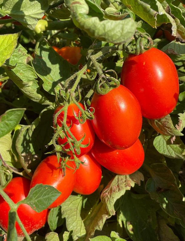 grapppolo di pomodori romanelli nell'orto di MamaGio Mosciano sant'Angelo a Teramo in abruzzo