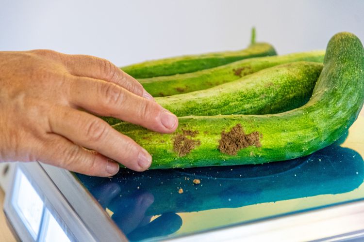 zucchine fresche sulla bilancia nel negozio MamaGiò di Mosciano Sant'Angelo a Teramo in Abruzzo